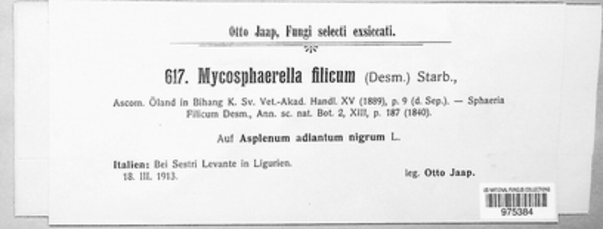 Mycosphaerella filicum image